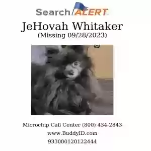 lost male dog jehovah whitaker