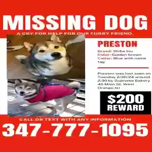 lost male dog preston