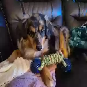 lost female dog mississippi (missy)