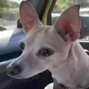 found female dog unknown