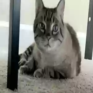 lost male cat simba