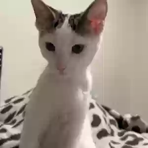 lost female cat snow