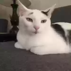 lost male cat rocko