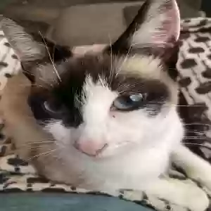 lost female cat sisu