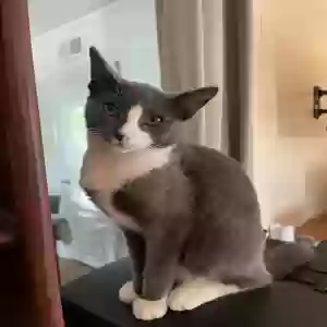 lost male cat charlie