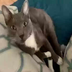 lost male cat tux
