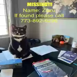 lost male cat zazu