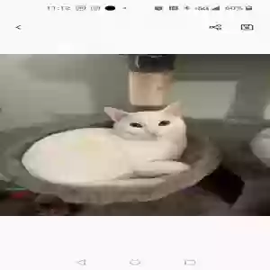 lost male cat marky