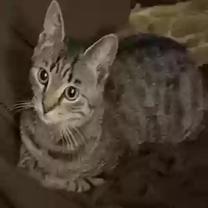 lost female cat tinsel