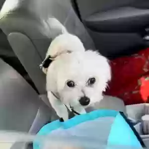 lost male dog rocky