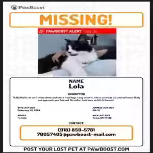 lost female cat lola