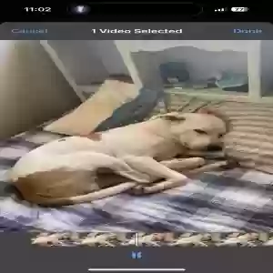 lost male dog beashi