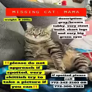 lost female cat mama