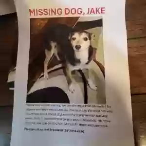 lost male dog jake