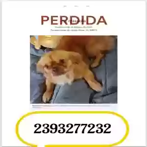 lost male dog mi mascota