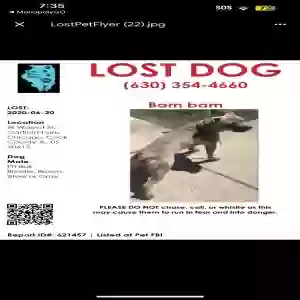 lost male dog bam bam