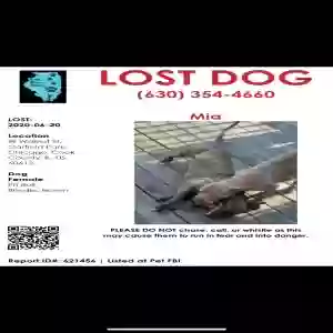 lost female dog mia
