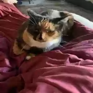lost female cat gypsy