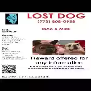 lost female dog mimi & max