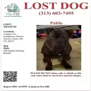 lost male dog pablo