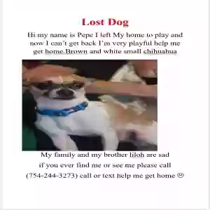 lost male dog pepe