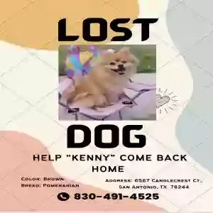 lost female dog kenny