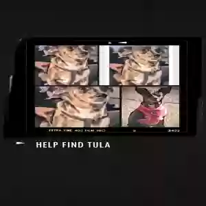 lost female dog tula