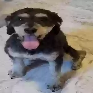 lost male dog prince