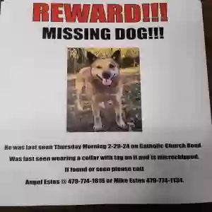 lost male dog digger