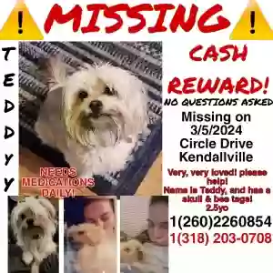 lost male dog teddy