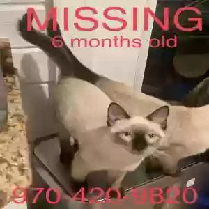 lost male cat sesame