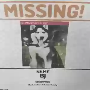lost male dog bj