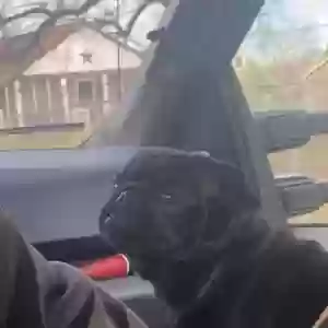 lost male dog unknown
