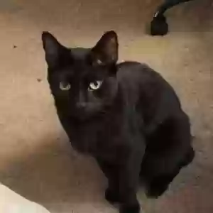 lost male cat bean