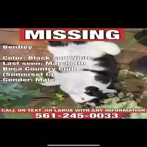 lost male cat bentley