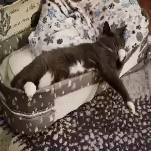 lost male cat squiggy