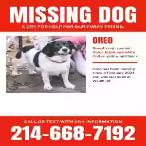 lost female dog oreo