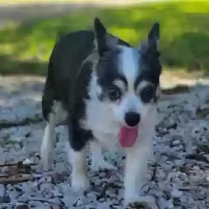 lost female dog bella