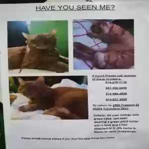 lost male cat nemo