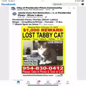 lost female cat ringo