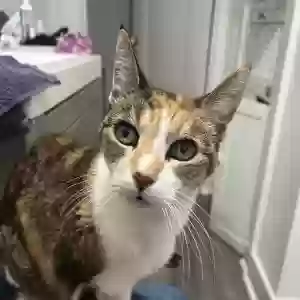 lost female cat louisa
