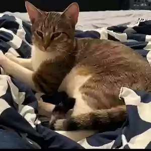 lost male cat jasper