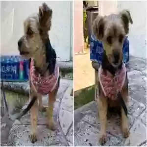 lost female dog jayca