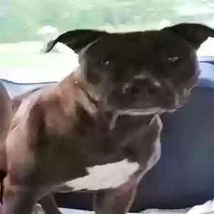 found male dog unknown
