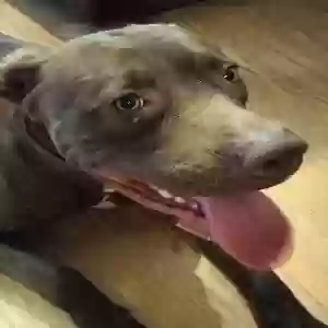 found female dog unknown