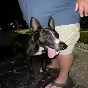 found male dog unknown