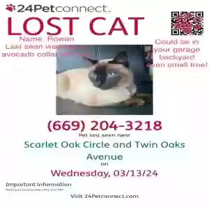 lost male cat rowan