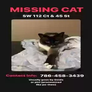 lost female cat goida or pithi (pronounced like pe-thee)