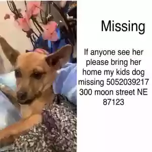lost female dog cutie lopez