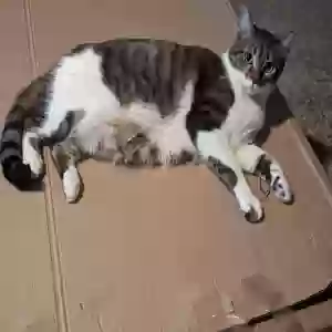 lost female cat artemis